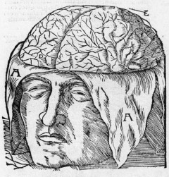 Illustration aus: Anatomia Mundini, Mondino de Luzzi / Dryander, Jonas